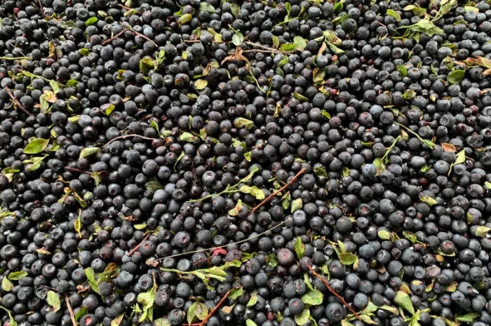 Куплю чорницю свіжу Карпатську- фото № 1