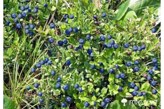 Куплю чорниці- фото № 1