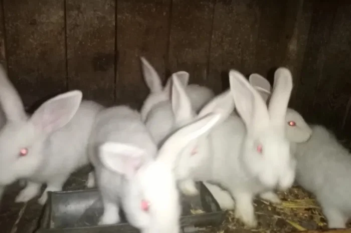 Мясо кролика. Тушки молодых кроликов- фото № 1