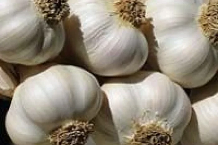 Сушена чорниця лісова- фото № 12