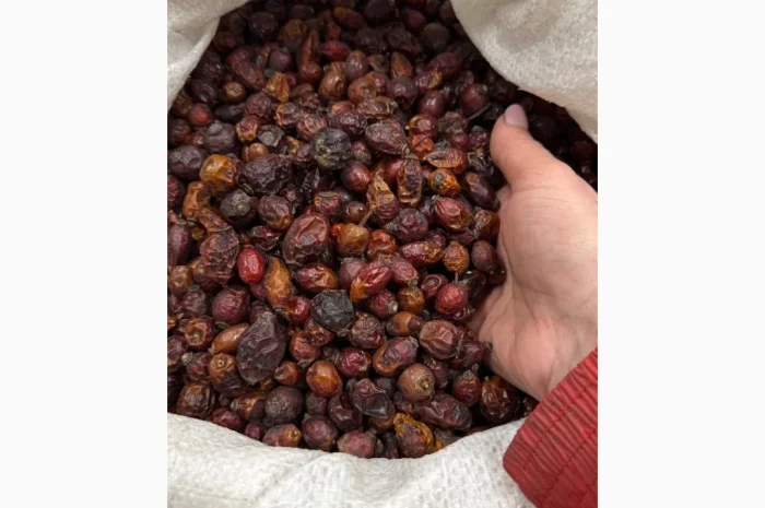 Продам суху Шипшину 2025р- фото № 4