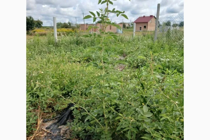 Плантация шиповника 5 га в Ровно- фото № 1