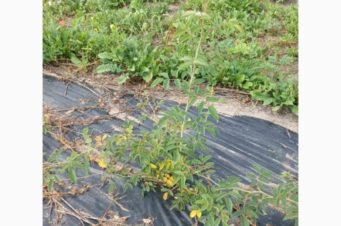 Плантация шиповника 5 га в Ровно- фото № 2