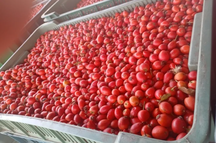 Куплю шипшину- фото № 1