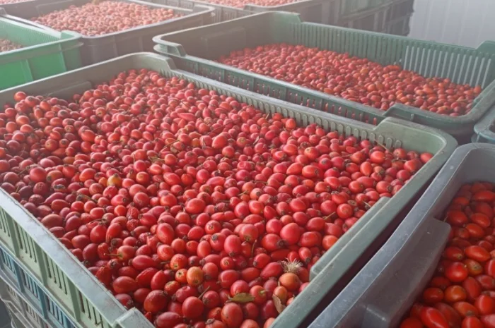 Куплю шипшину- фото № 2