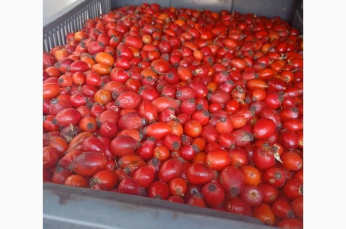 Куплю шипшину- фото № 3