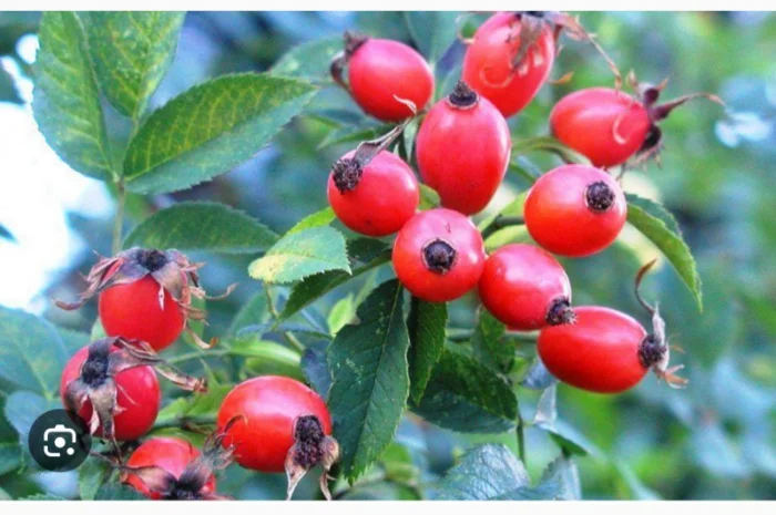 Куплю плоди шипшини- фото № 1