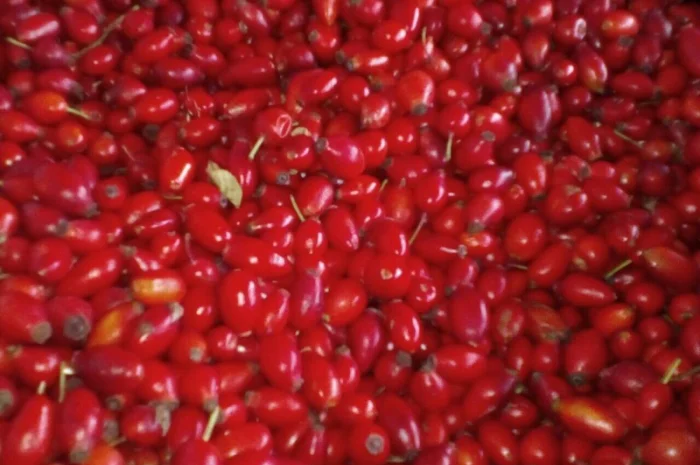 Купимо шипшину- фото № 1