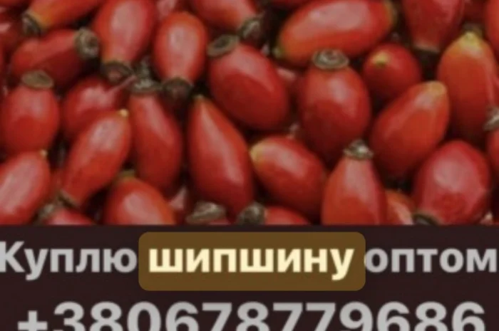 Куплю шипшину (шиповник) оптом- фото № 1