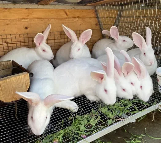 Свежие тушки домашнего кролика на продажу- фото № 1