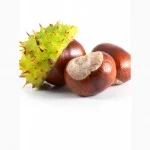 Каштан закупляємо- фото № 1