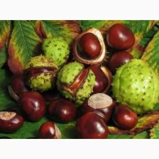 Куплю каштан по Україні- фото № 1