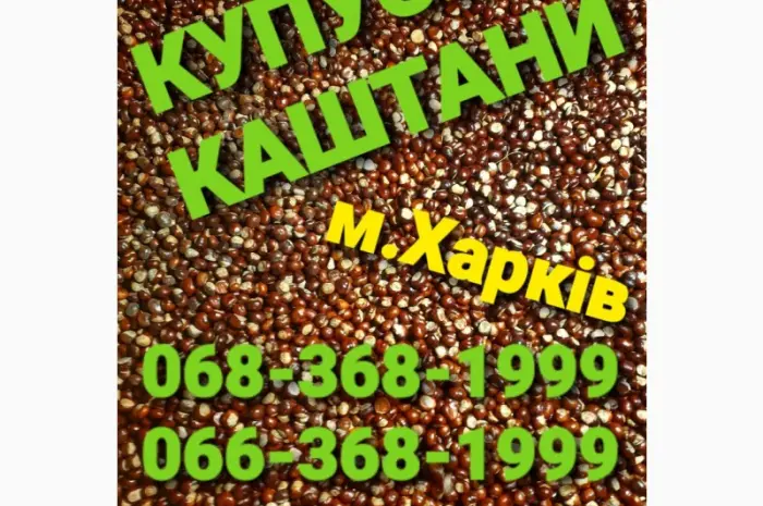 Куплю каштаны оптом Харьков- фото № 1
