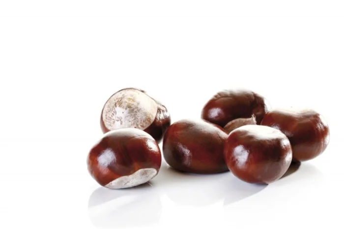 Куплю каштан оптом- фото № 1