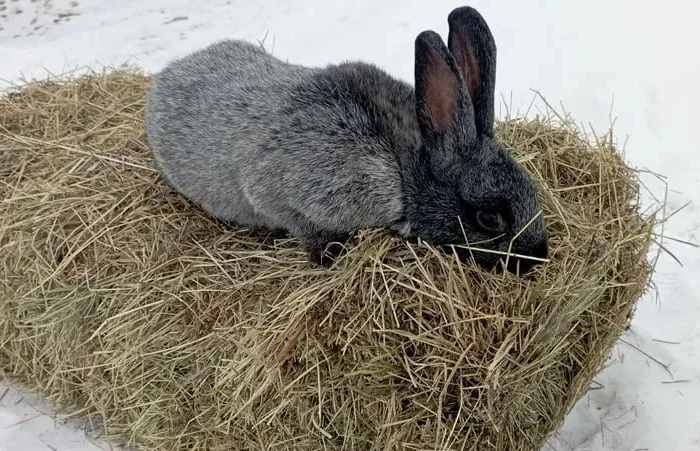 Кролики на продажу. Живая масса и мясо- фото № 1