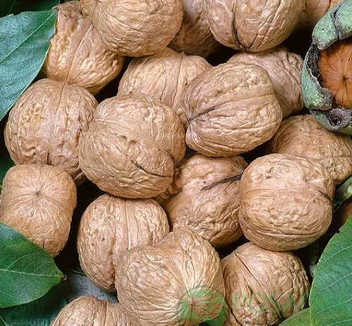 Куплю цілий горіх оптом/волоський горіх/орех- фото № 1