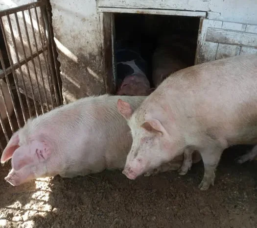 Продажа свиней живым весом в г. Хуст- фото № 1