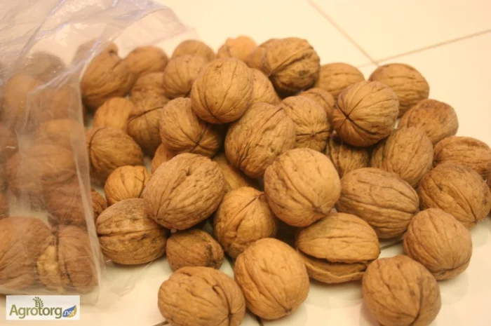Куплю горіх оптом- фото № 1
