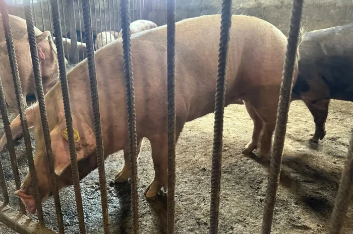 Свинина живим вагою, породи П'єтрен та Дюрок- фото № 1