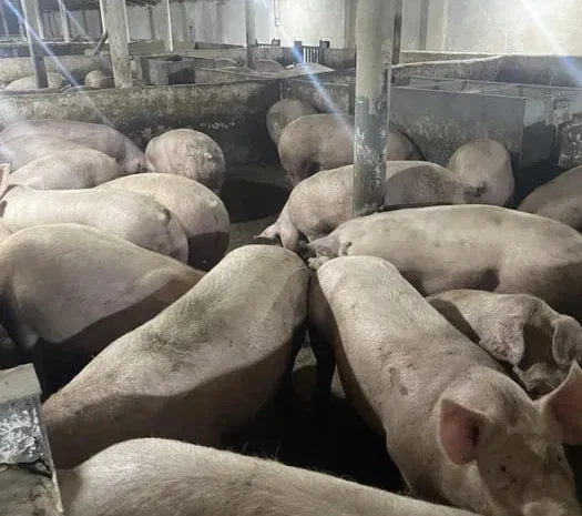 Продажа свиней живым весом- фото № 1