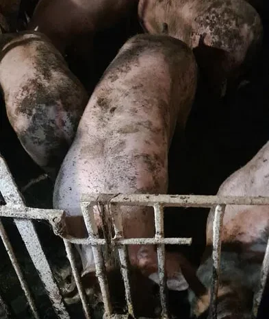 Продажа свиней на мясо живым весом- фото № 1