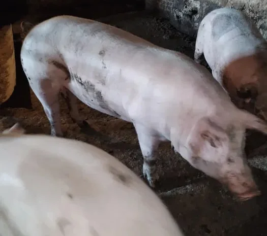 Продаются свиньи живым весом- фото № 1