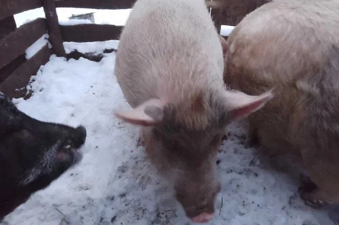 Продаются свиньи живым весом- фото № 1