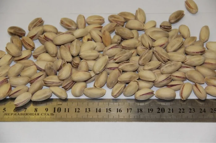 Фисташка Греция- фото № 2