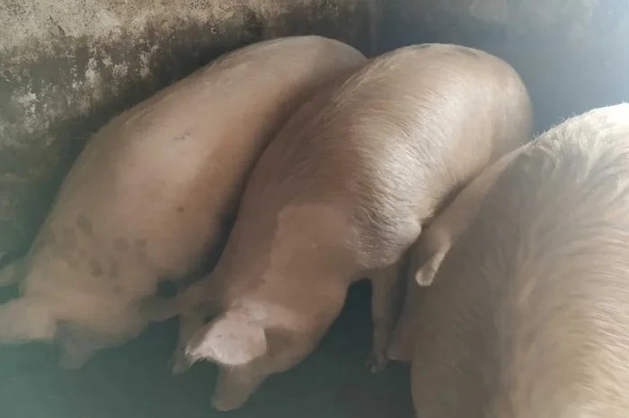 Продаются свиньи живым весом по 85 грн за кг- фото № 1