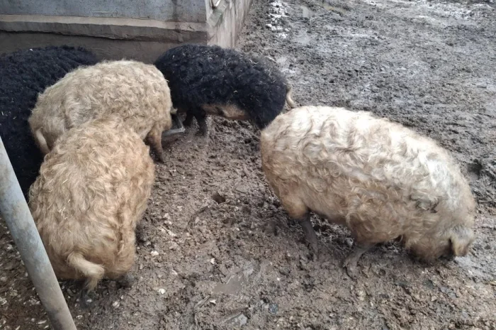 Свині та поросята породи Мангалиця на продаж- фото № 1