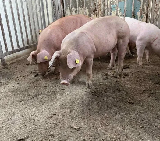 Продаються кнури, кабанчики та свині живою вагою- фото № 1