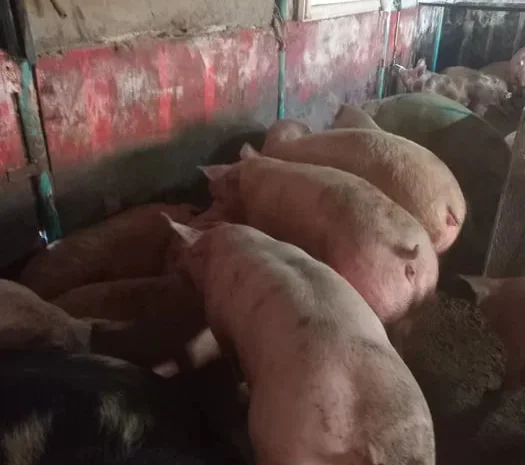 Продаются свиньи живым весом- фото № 1