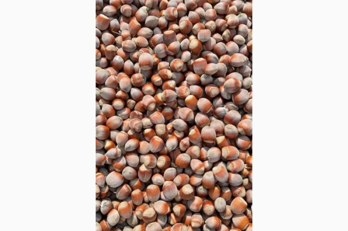 Куплю фундук- фото № 1