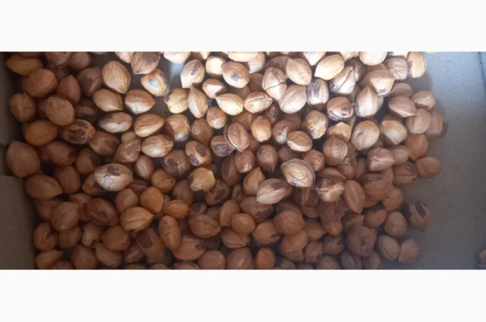 Куплю фундук- фото № 2