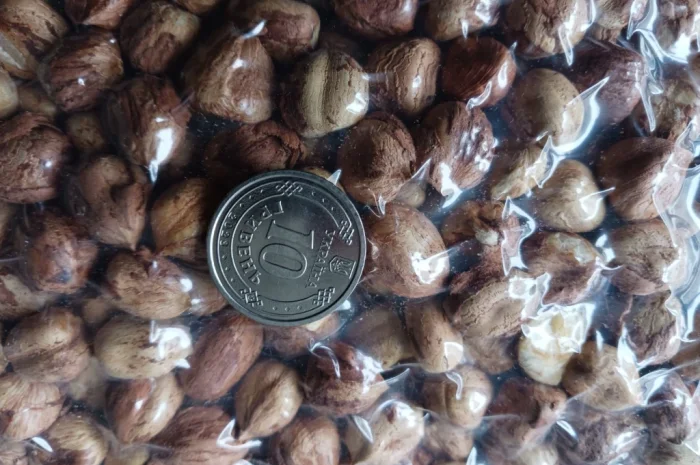 Фундук з власного саду- фото № 1