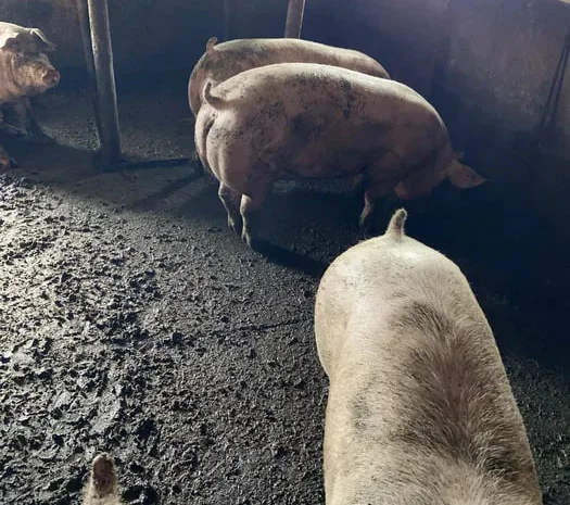 Свиньи живым весом, беконный гибрид для продажи- фото № 1