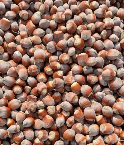 Куплю фундук не чищений- фото № 1