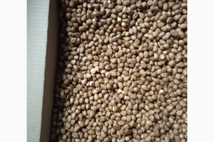 Продам фундук чищений сирий- фото № 1