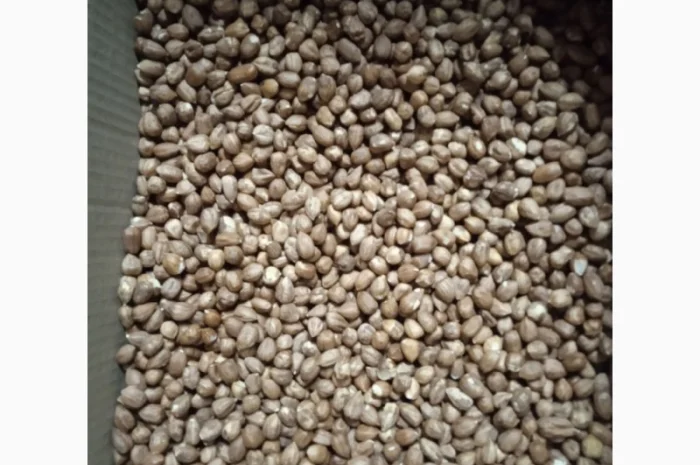 Продам фундук чищений сирий- фото № 2