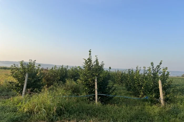 Продам неочищений фундук | Урожай 2025 | Львівська обл- фото № 1