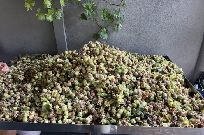 Продам неочищений фундук | Урожай 2025 | Львівська обл- фото № 2