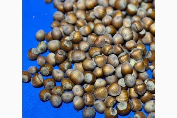 Продам неочищений фундук | Урожай 2025 | Львівська обл- фото № 3