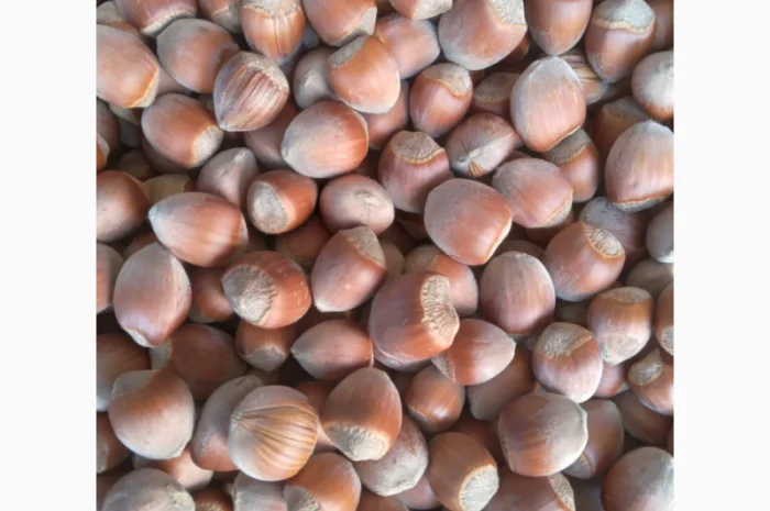 Продам фундук- фото № 1