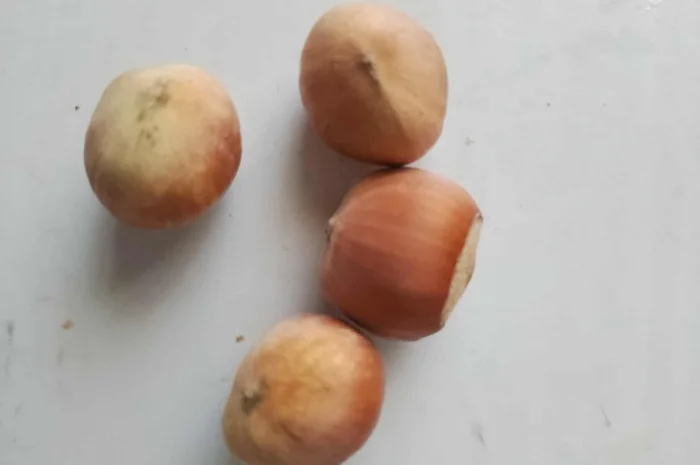 Продам орех Фундук (очищенный и неочищенный)- фото № 1