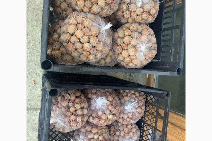 Продам орех Фундук (очищенный и неочищенный)- фото № 2