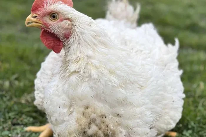 Продается домашний бройлер живым весом- фото № 1