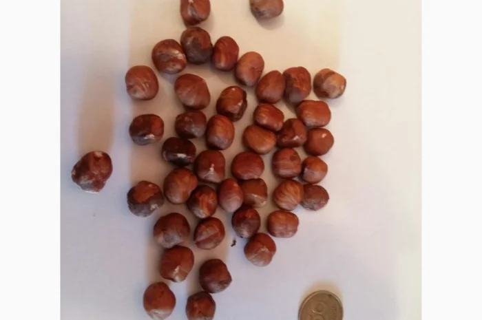 Фундук 11-13 (опт и розница) Сухофрукти- фото № 1