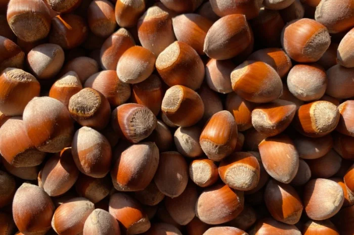 Продам фундук- фото № 1