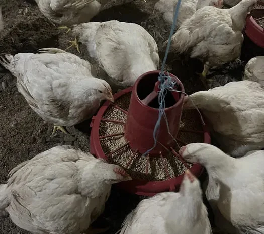 Домашние бройлеры с доставкой на дом живым весом- фото № 1