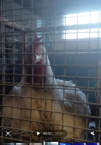 Продается бройлер живым весом- фото № 1